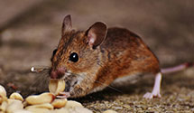 24 Hour & Emergency Exterminators in Happy Valley, NC